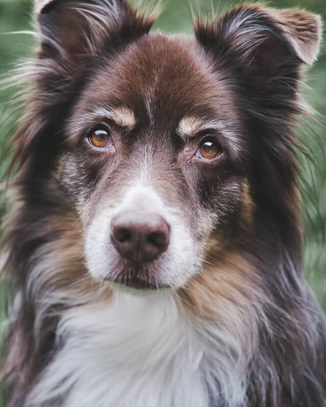 Australian Shepherd Pexel