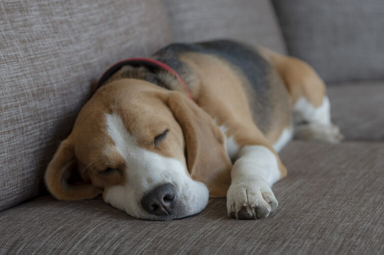 beagle pregnancy dog image