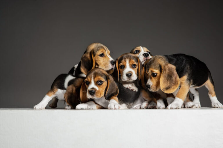 beagle puppy images