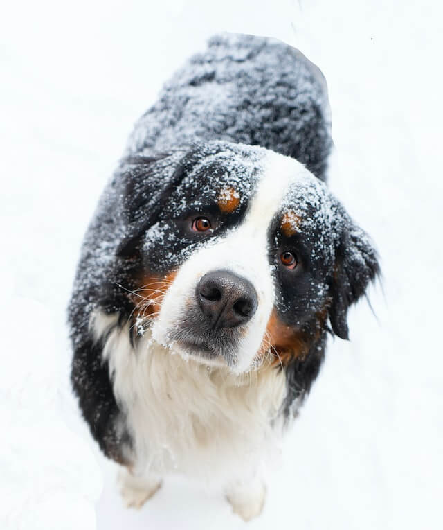 Bernese Mountain dog from Pexels