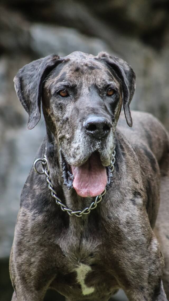 great dane Pexel.com