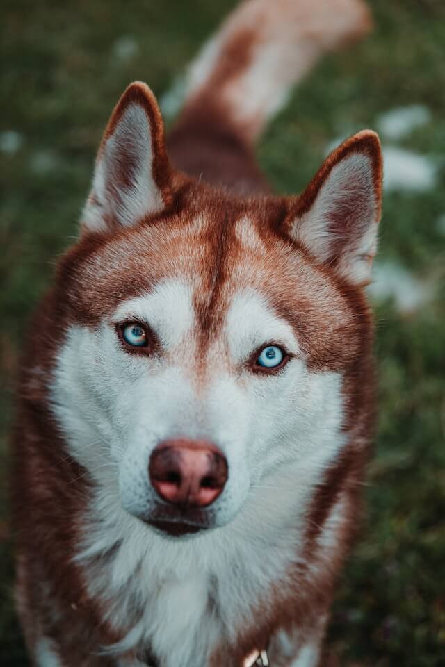 Subarian Husky Cute look from pexels